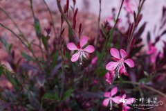 红花山桃草Gaura ‘Siskiyou Pink’