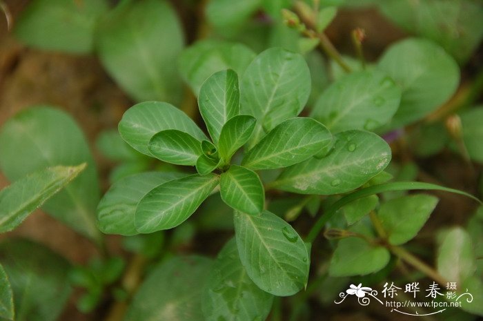 黄花水龙 Ludwigia peploides subsp. stipulacea