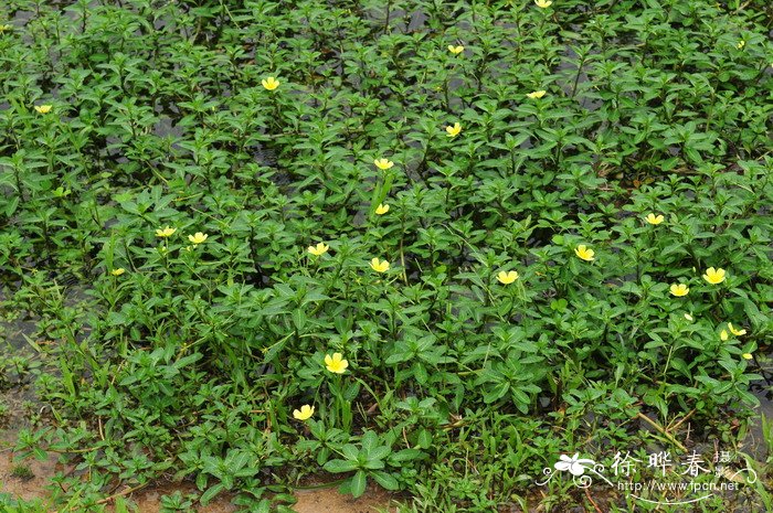 黄花水龙 Ludwigia peploides subsp. stipulacea