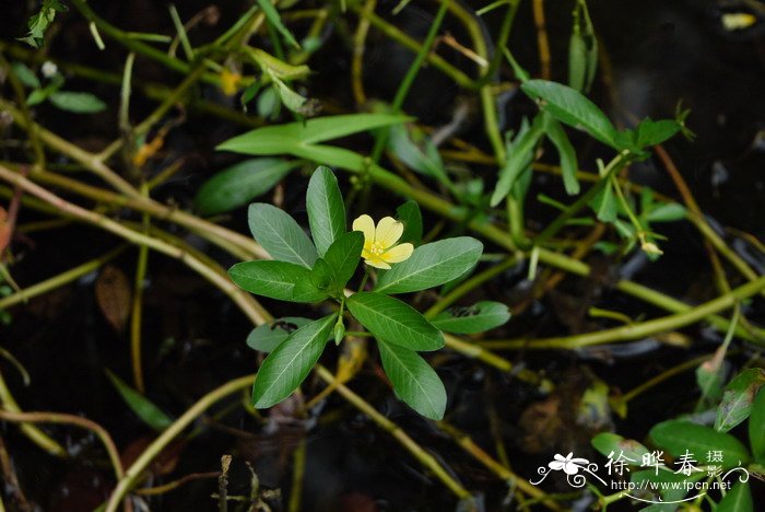 台湾水龙 Ludwigia taiwanensis