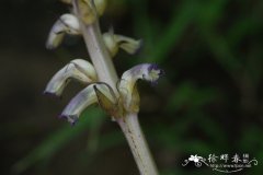 弯管列当Orobanche cernua