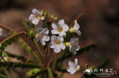 感应草Biophytum sensitivum