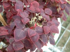 小红枫Oxalis hedysaroides ‘Rubra’