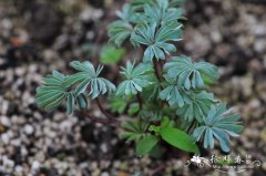 棕榈叶酢浆草Oxalis palmifrons