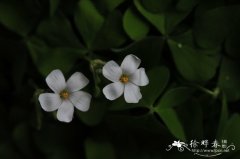 白花酢浆草 Oxalis acetosella