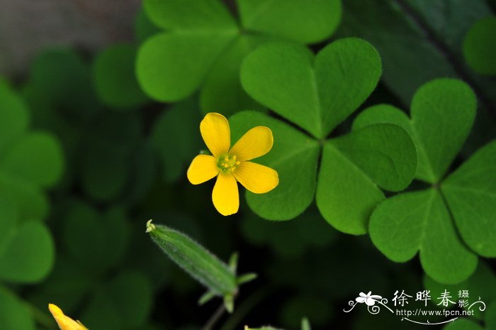 酢浆草Oxalis corniculata