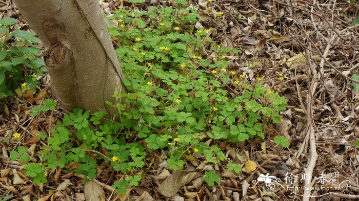 酢浆草Oxalis corniculata