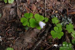 山酢浆草 Oxalis griffithii