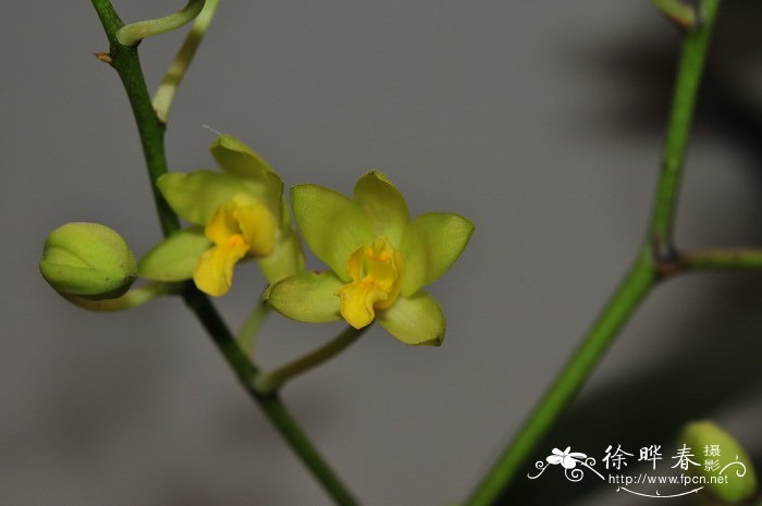 非洲豹纹兰黄花变种Ansellia africana var.alba