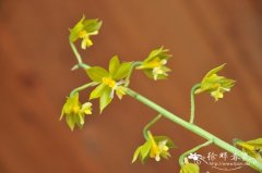 通麦虾脊兰Calanthe griffithii