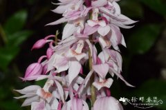 乐昌虾脊兰Calanthe lechangensis