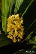 二列叶虾脊兰Calanthe speciosa