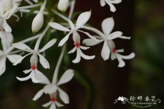 三褶虾脊兰Calanthe triplicata