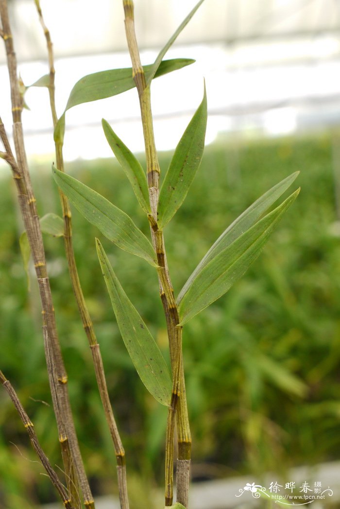 细茎石斛 Dendrobium moniliforme