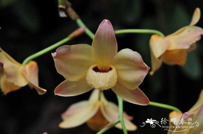 杓唇石斛Dendrobium moschatum