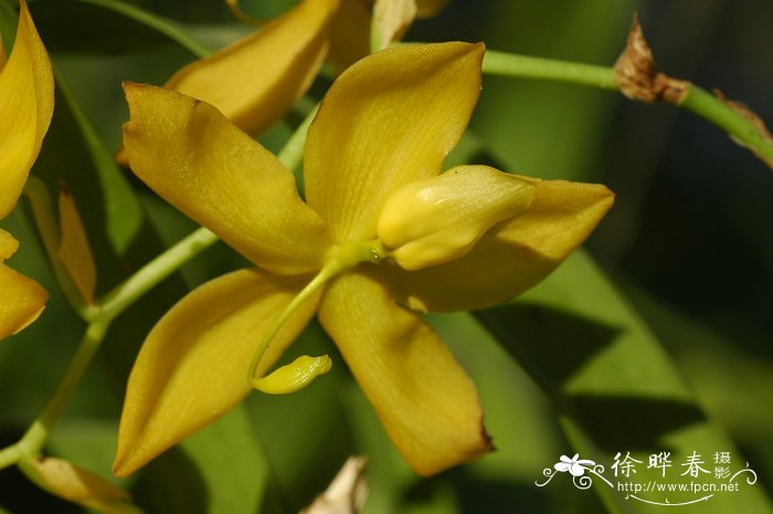 黄鹅颈兰 Cycnoches herrenhusanum