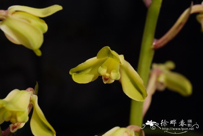 惠兰Cymbidium faberi