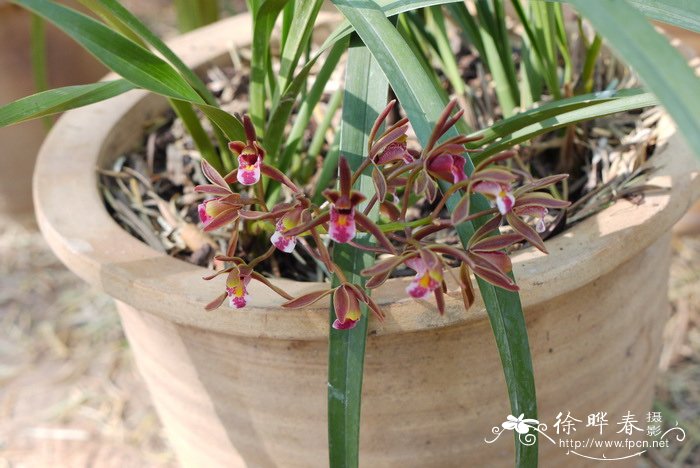 多花兰Cymbidium floribundum