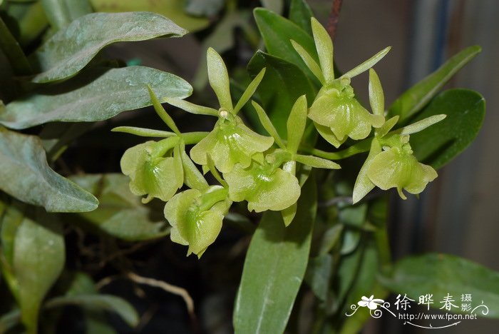 异型树兰Epidendrum difforme