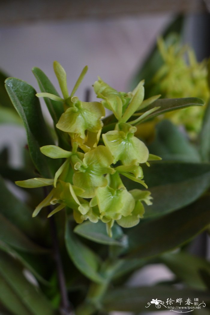 异型树兰Epidendrum difforme