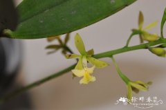 黄花史丹佛树兰Epidendrum stamfordianum 'alba'