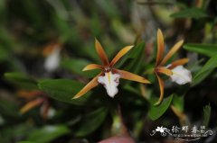 多球树兰Epidendrum polybulbon