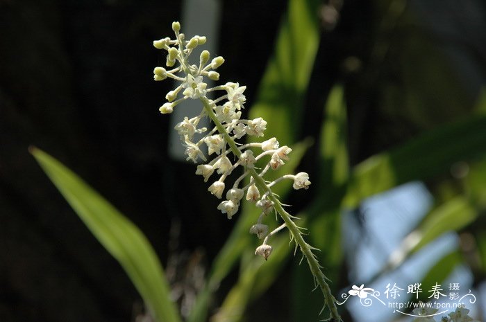 竹枝毛兰Eria paniculata