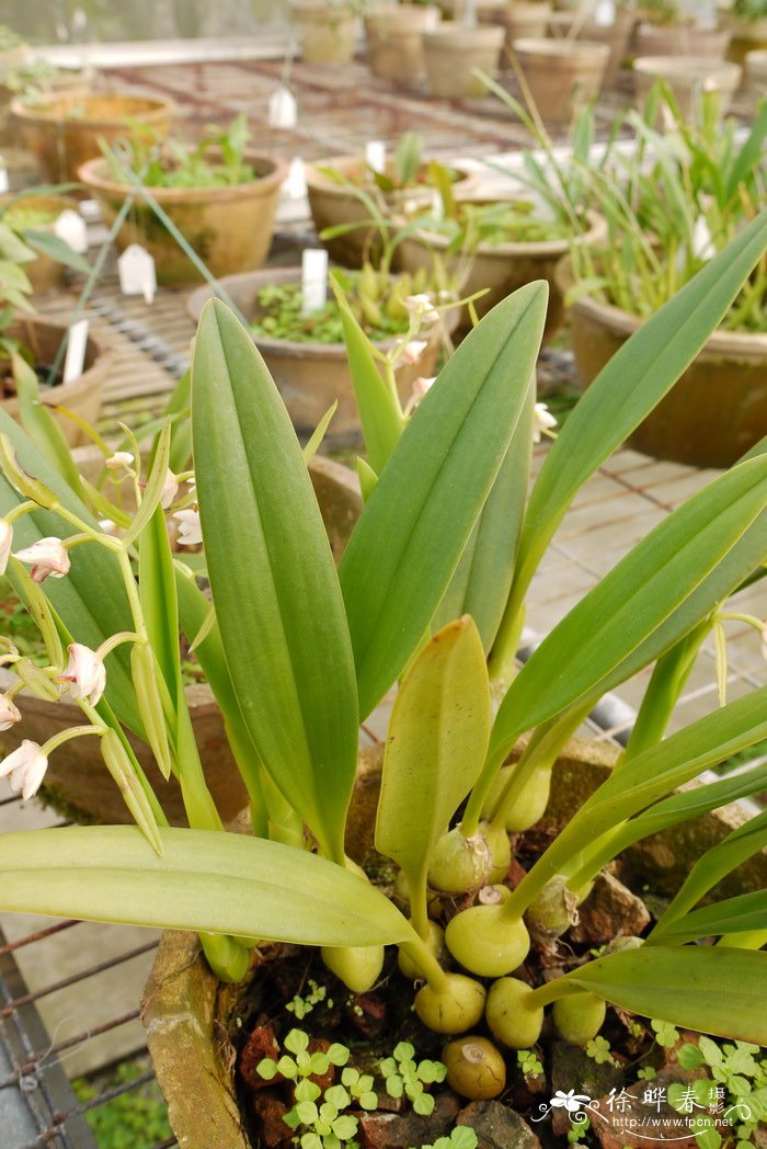 竹枝毛兰Eria paniculata