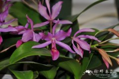 危地马拉瓜立安斯兰Guarianthe guatemalensis  'Cherry Valley'