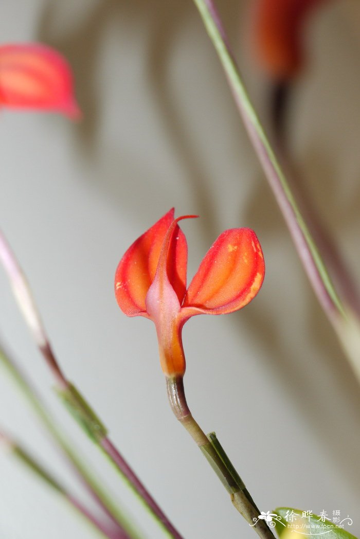 火红尾萼兰Masdevallia ignea