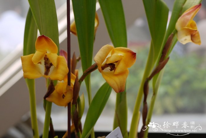 莫利托颚唇兰Maxillaria molitor