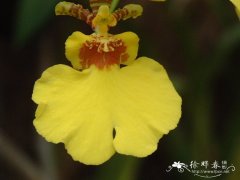 黄金2号文心兰Oncidium Gower Ramsey ‘Gold 2’