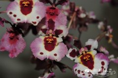 ‘魔幻’文心兰Oncidium Magic