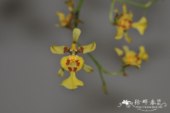 满天星文心兰Oncidium obryzatum