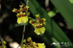 文心兰Oncidium sphacelatum