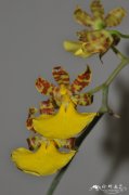 华彩文心兰Oncidium splendidum