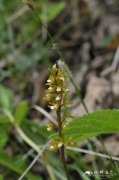 矮山兰Oreorchis parvula