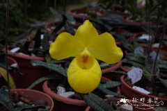 杏黄兜兰 Paphiopedilum armeniacum