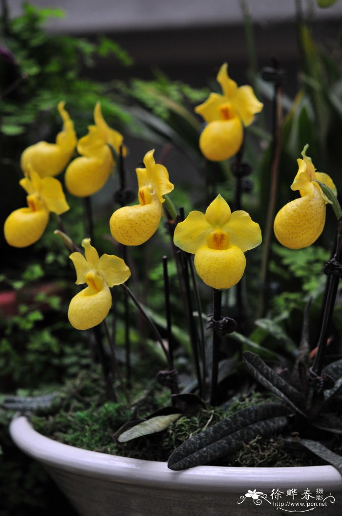 杏黄兜兰 Paphiopedilum armeniacum