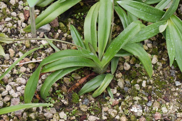 小叶兜兰Paphiopedilum barbigerum