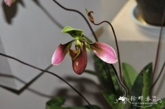 卷萼兜兰Paphiopedilum appletonianum