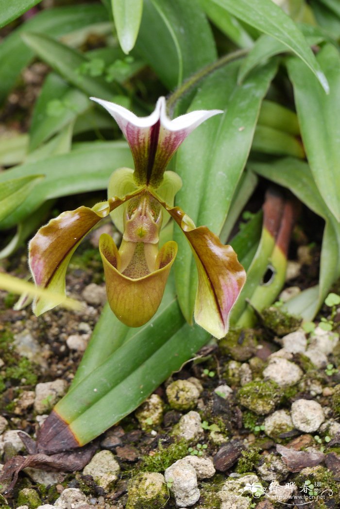 小叶兜兰Paphiopedilum barbigerum