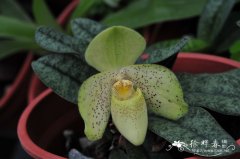 同色兜兰Paphiopedilum concolor