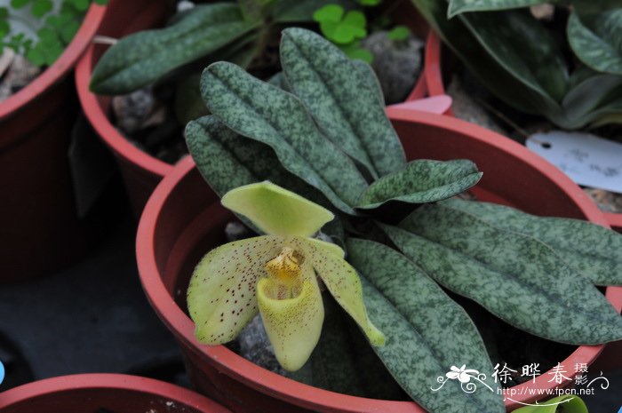 同色兜兰Paphiopedilum concolor