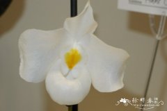 白花越南美人兜兰Paphiopedilum delenatii var. alba