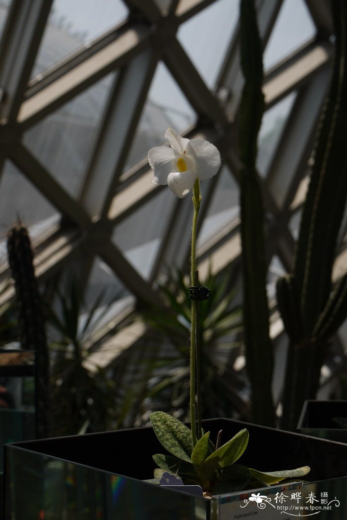 白花越南美人兜兰Paphiopedilum delenatii var. alba