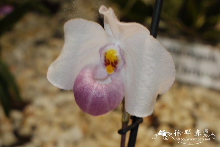 越南美人兜兰 Paphiopedilum delenatii