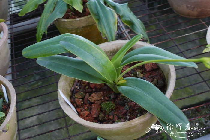 长瓣兜兰Paphiopedilum dianthum