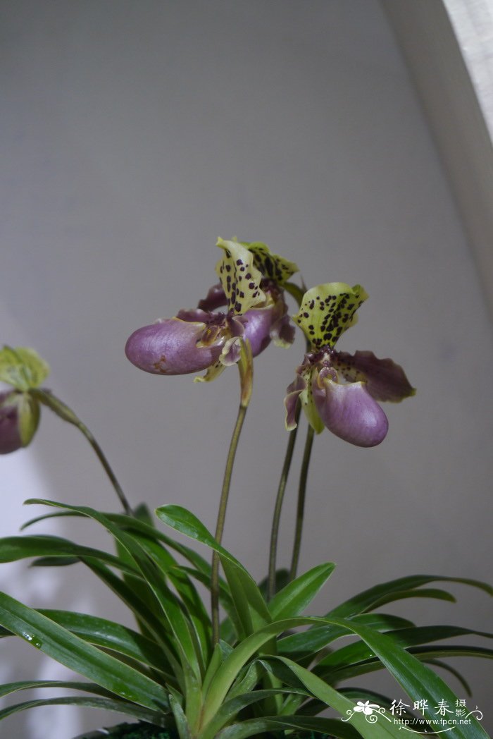 亨利兜兰Paphiopedilum henryanum