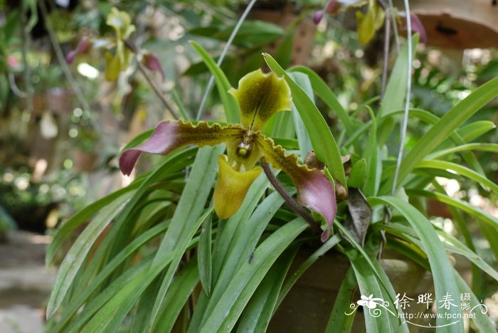 带叶兜兰 Paphiopedilum hirsutissimum